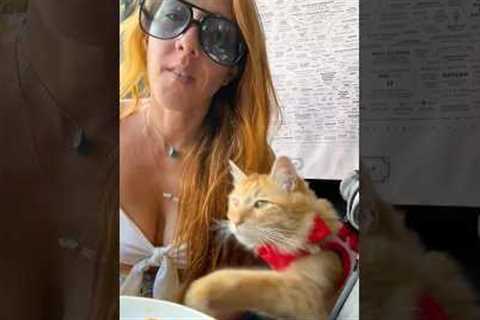 NEW Animal Videos To Make You Laugh!