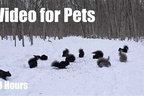 A Scurry of Squirrels in a Snowy Forest - 10 Hour Cat TV for Pets to Watch 🐱 - Mar 13, 2026