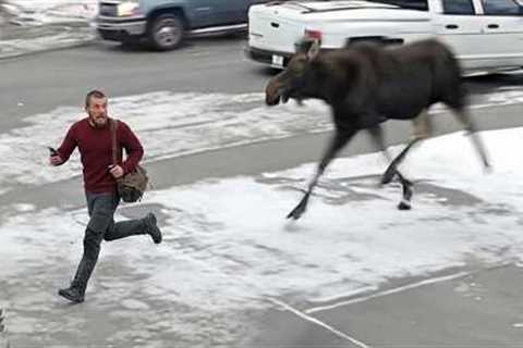 When Animals Think No One’s Watching ... Until Humans Catch Them 😂