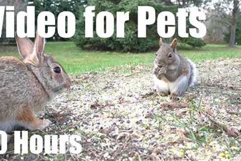 Saturday Morning Cartoons for Pets 🐱 - 10 Hours of Birds, Squirrels and Bunnies - Mar 14, 2026