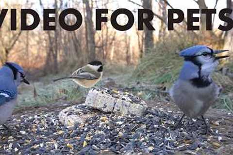 Cat TV for Pets to Watch 🐱 - 10 Hours of Red Squirrels, Ravens, Jays and More - Mar 15, 2026