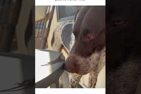 Dog and lizard have staring contest