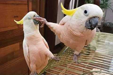 The FUNNIEST PARROTS On The Planet! 🤣 Funny Birds Video