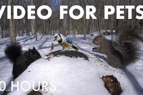 Cat TV for Pets to Watch 🐱 - Birds, Squirrels and Forest Friends in the Snow - Mar 16, 2026