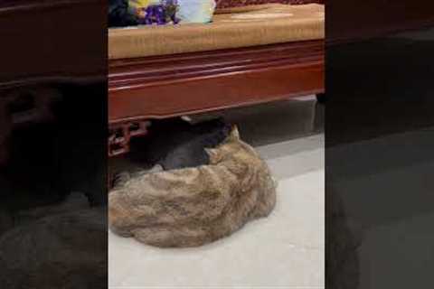 Mr Chubby and Mr Ginger  #shorts  #funnyanimals #funnycats #funnydogs