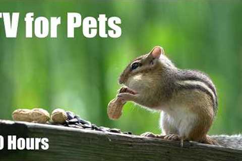 Summer Clips to Cure Winter Blues - 10 Hour Cat TV for Pets to Watch 🐱 - Mar 17, 2026