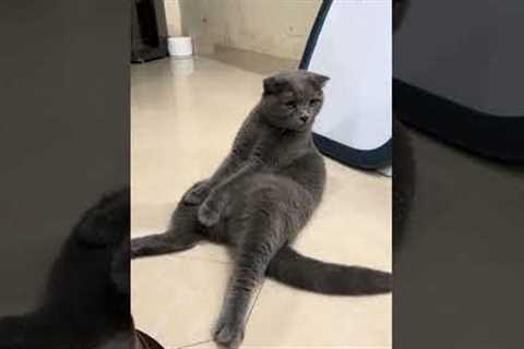 I wonder if Mr Chubby has back pain  #shorts #funnyanimals #funnycats #funnydogs