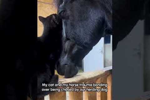 Cat And Horse Cuddle Together 💕