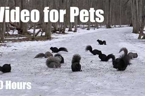 Cat TV for Pets to Watch - 10 Hours of Beautiful Squirrels Forest Friends in Harmony - Mar 18, 2026