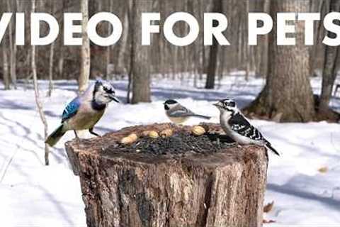 Cat TV for Pets to Watch 🐱 - 10 Hours of Birds, Squirrels and Forest Friends - Mar 19, 2026