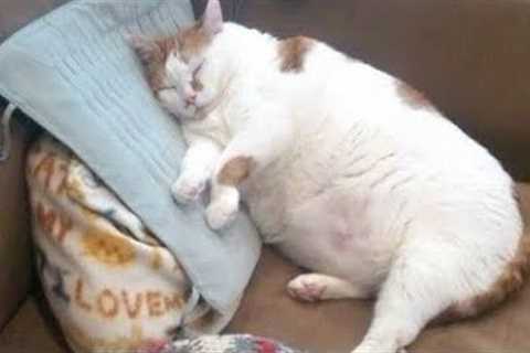 Cutest 🤣 FAT CATS 😻 Compilation
