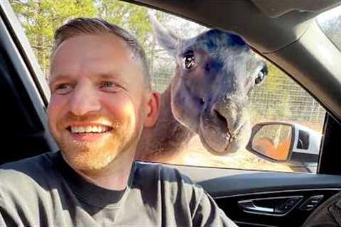 Good Boys and Goofballs: The Best Pet Moments of March!