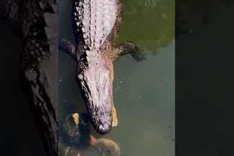 Guilty Pets Caught Red-Handed! 🐶😹 | Funniest Pets of the Week