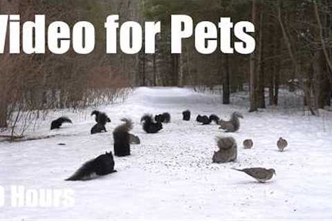A Scurry of Squirrels and Forest Friends in the Snow - 10 Hour Cat TV for Pets 🐱 - Mar 20, 2026