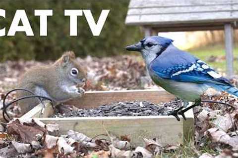 Saturday Morning Cartoons for Pets 🐱 - Beautiful Backyard Birds and Squirrels - Mar 21, 2026