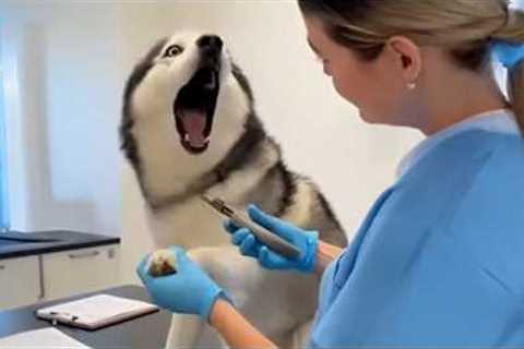 The World's funniest HUSKY 😁 Funny Dogs Video 2026