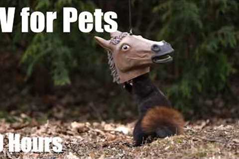 Backyard Birds and Squirrels Horsing Around - 10 Hour Cat TV for Pets to Watch 🐱 - Mar 22, 2026