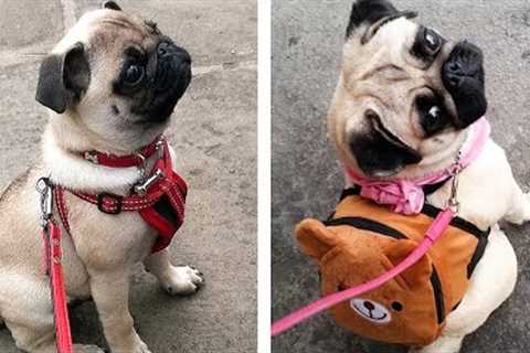 8+ Minutes of Cute & Funny Pug Puppies that Will Make Your Day Full of Happiness 😍💕 | Cute Puppies