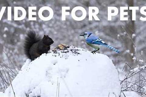Cat TV for Pets to Watch 🐱 - 10 Hours of Birds, Squirrels and Forest Friends - Mar 23, 2026