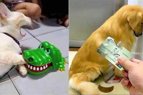 Funniest Cats and Dogs 🐱🐶TRY NOT TO LAUGH PT.3