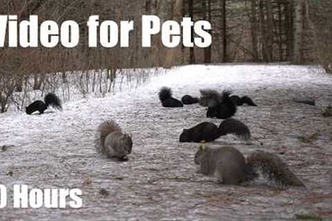 A Scurry of Squirrels in a Snowy Forest - 10 Hour Cat TV for Pets to Watch 🐱  - Mar 24, 2025
