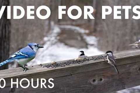 Blue Jays, Barred Owls and Beautiful Birds - 10 Hour Cat TV for Pets to Watch 🐱 - Mar 25, 2026