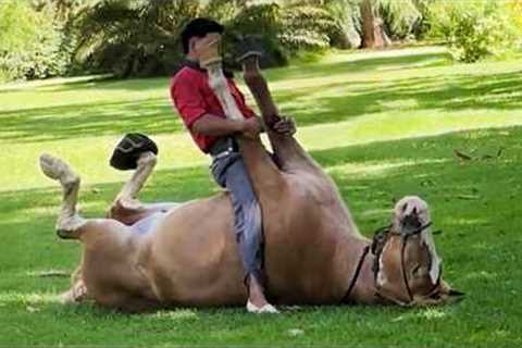 These Funny Horses Being Silly with Mans Are a Must Watch! 🤪