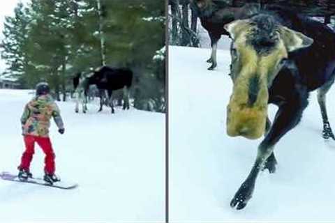 This Moose has no chill | Try Not To Laugh Weekly Animals