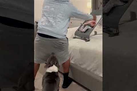 Animals Being Little Jesters! | Funniest Pets Of The Week