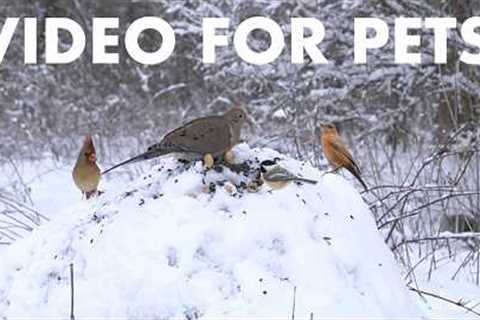 Cardinals, Doves, Jays and Forest Friends in the Snow - 10 Hour Cat TV for Pets 🐱 - Mar 27, 2026