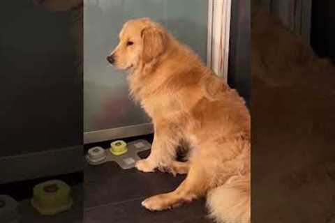 Kinda seems like he wants to play.... not 100% sure though 😆😆