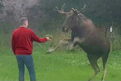 The Best Moose Moments That Turned Into Uncontrollable Laughter