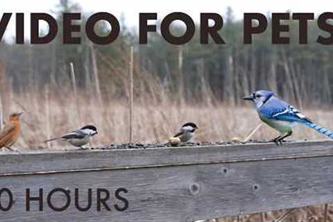 Saturday Morning Cartoons for Pets 🐱 - 10 Hours of Birds and Forest Friends - Mar 28, 2026