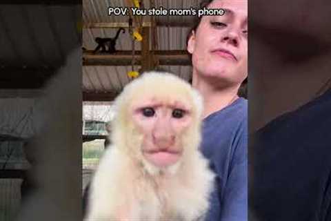 Monkey snatches phone and takes selfie