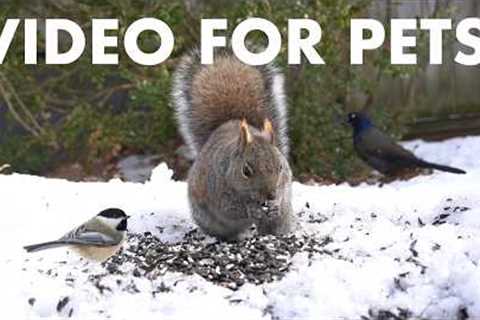 Cat TV for Pets to Watch 🐱 - 10 Hours of Backyard Birds and Squirrels in the Snow - Mar 29, 2026