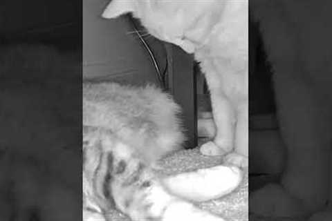 Adorable Cat Snuggles With Dreaming Sibling