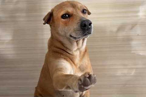 The Funniest Dog of 2026 So Far 😂 NEW Funny Dog Videos