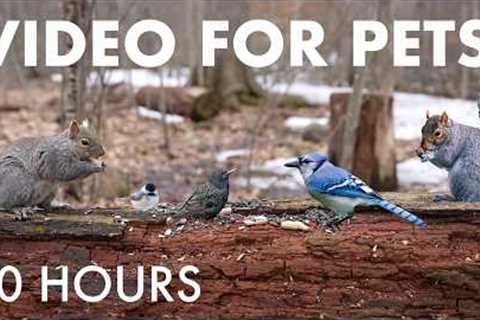 Cat TV for Pets to Watch 🐱 - 10 Hours of Owls, Squirrels and Forest Friends - Mar 30, 2026