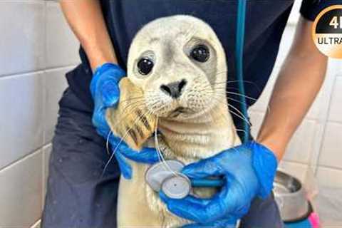 You Have to See This Animal’s Reaction Facing the Vet 😂