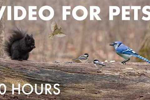 Cat TV for Pets to Watch 🐱 - 10 Hours of Birds, Squirrels and Forest Friends - Mar 31, 2026