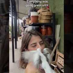 Cockatiel's Hilarious Escape Sends Shopper Sprinting Through Store