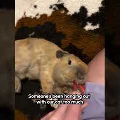 hangry bunny rabbit wrestles mom for treat bag