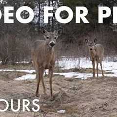 Wild Deer, Birds and Squirrels in the Forest - 10 Hour Cat TV for Pets to Watch 🐱 - Apr 01, 2026