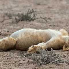 Most Hilarious Animal Moments Ever Caught on Camera 😂