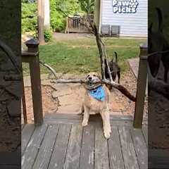 Paw Picks: Vitever Heavy Duty Balls