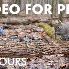Birds and Squirrels in a Canadian Forest - 10 Hour Cat TV for Pets to Watch 🐱 - Apr 02, 2026
