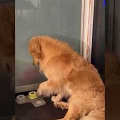 The Funniest Pets Of The Week Are Back!