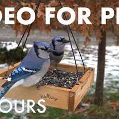 Blue Jays, Woodpeckers and Beautiful Birds for Pets to Watch - 10 Hour Cat TV 🐱 - Apr 03, 2026