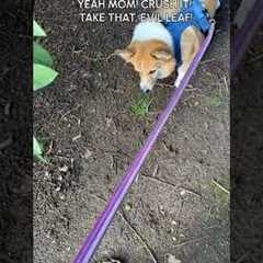 Funny Corgi Gets Scared Of Leaf On Ground While Hiking