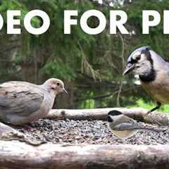 Saturday Morning Cartoons for Pets - 10 Hours of Beautiful Birds and Critters - Apr 04, 2026